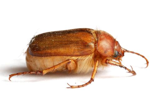 Amphimallon majale
